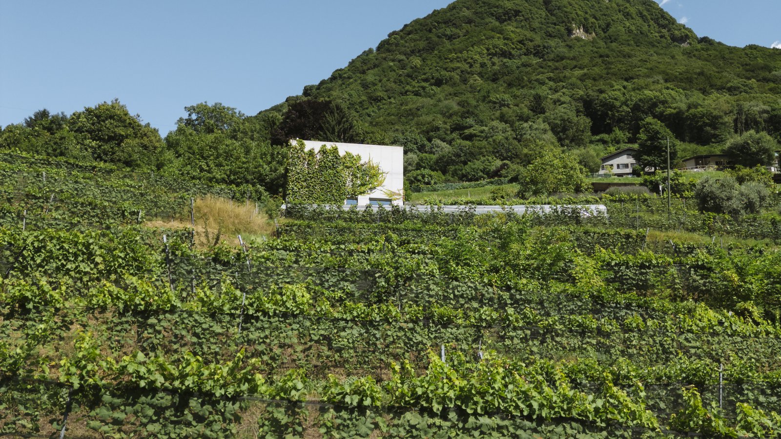 Azienda Agricola Bianchi Weinberg und Cantina in den südlichen Hügeln des Tessins