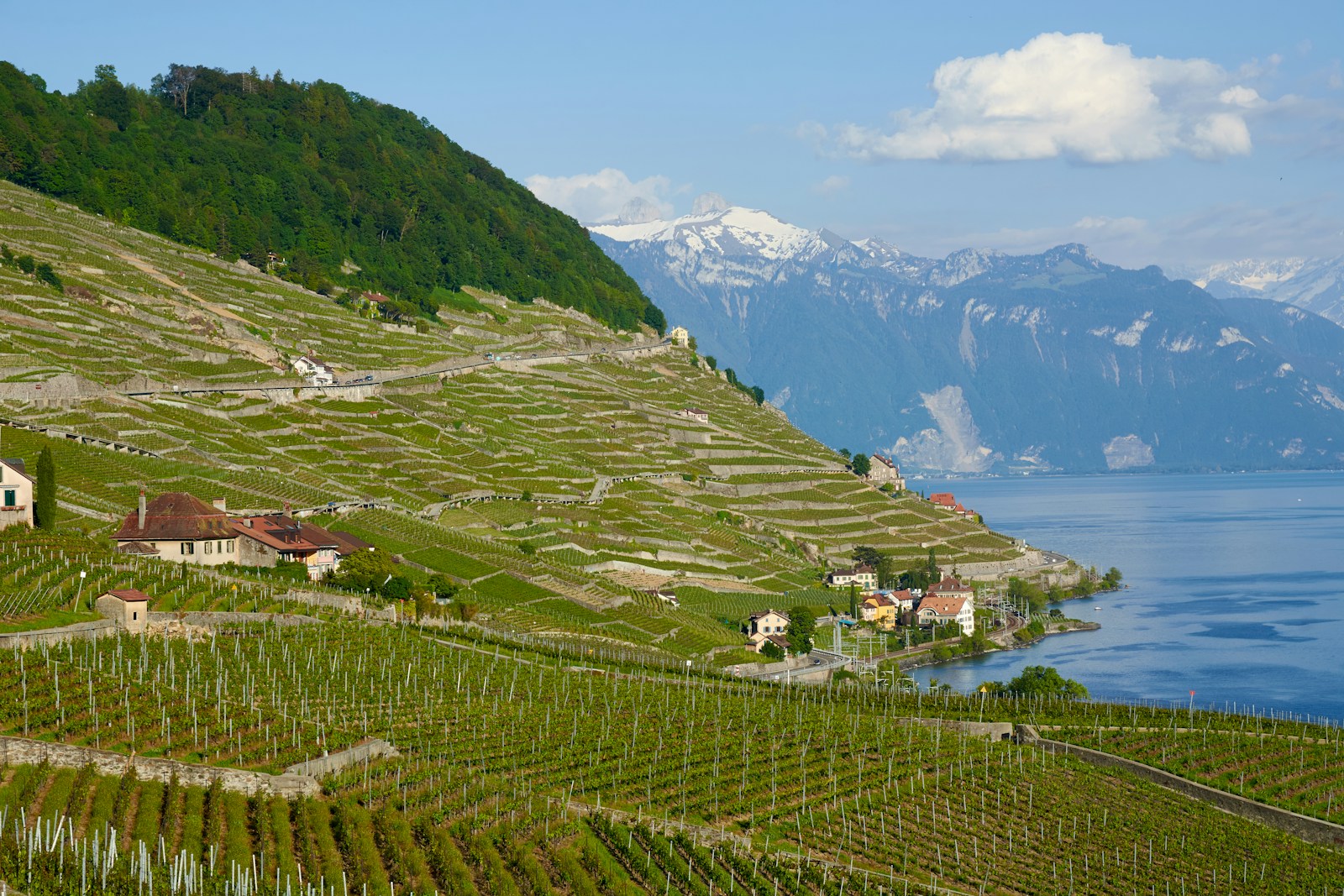 Lavaux vineyards above Lake Geneva